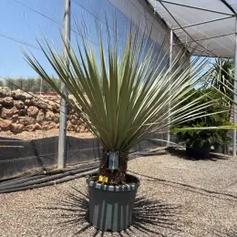 Noisetier 'La siberica' (Nolina hibernica) — grand sujet graphique en pot de pépinière · Pot 55L