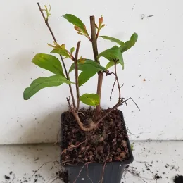 Grenadier wonderful — jeune plant ramifié dans petit pot plastique · Godet