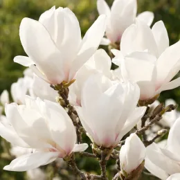 Magnolia de soulange 'Alba superba' (Magnolia soulangeana) — gros plan sur grandes fleurs blanches ouvertes