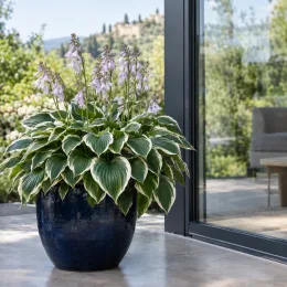 Hosta 'Francee' (Hosta fortunei) — plante en pot sur terrasse avec feuillage panaché · Photo d'illustration