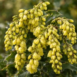 Mahonia 'Hivernant' (Mahonia japonica) — longues grappes de fleurs jaunes tombantes, gros plan