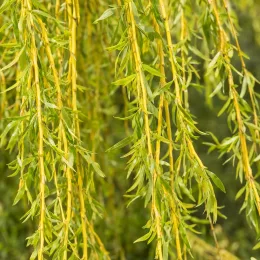 Saule pleureur 'Aurea' (Salix babylonica) — longs rameaux souples couverts de fines feuilles