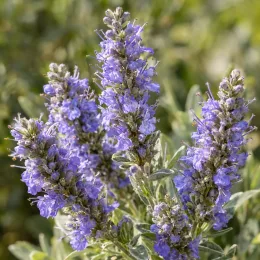 Gattilier à feuilles rondes (Vitex rotundifolia) — épis de petites fleurs violettes en gros plan · Photo d'illustration