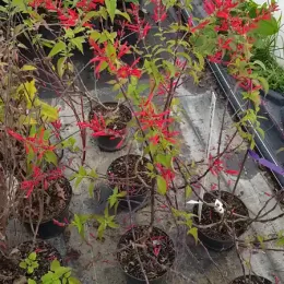 Sauge ananas (Salvia elegans) — plusieurs jeunes plants fleuris en pots alignés · Pot 2.5L