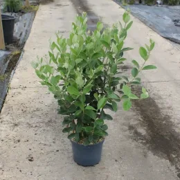 Goyavier du Brésil (Feijoa sellowiana) — jeune arbuste au feuillage vert en pot · Pot 7.5L
