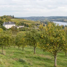 Pommier 'Eztika' (Malus domestica) — verger de pommiers en fruits près d'une rivière · Photo d'illustration