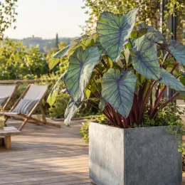 Oreille d'éléphant 'Hawai' (Colocasia) — grand feuillage décoratif en bac sur terrasse · Photo d'illustration
