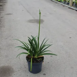 Agapanthe Africaine 'Bleu' (Agapanthus africanus) — jeune plante à longues feuilles vertes et hampe florale · Pot 7.5L