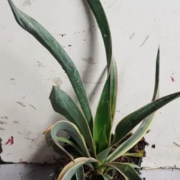 Yucca 'Variegata' (Yucca gloriosa) — jeune plant aux longues feuilles arquées panachées · Godet
