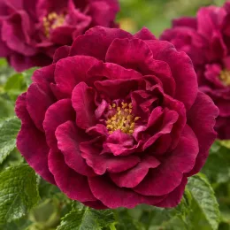 Rosier rugueux poupre 'Roseraie de l'haÿ' (Rosa rugosa) — gros plan de fleur pourpre aux pétales multiples · Photo d'illustration