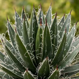Agave filifera 'Schidigera' — rosette graphique de feuilles épaisses avec filaments · Photo d'illustration