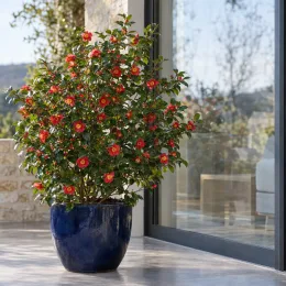 Camelia 'Kimberley' (Camelia japonica) — arbuste fleuri en pot bleu près d’une baie vitrée · Photo d'illustration