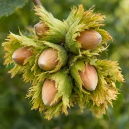 Noisetier 'Webb s prize cob' (Corylus avellana) — grappes de noisettes mûrissantes entourées de bractées · Photo d'illustration