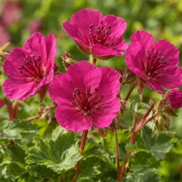 Géranium 'Bevan's variety' (Geranium macrorrhizum) — fleurs rose vif en gros plan, feuillage vert · Photo d'illustration