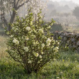 Cognassier à fleurs 'Kinshiden' (Chaenomeles speciosa) — arbuste fleuri aux grosses fleurs doubles claires · Photo d'illustration