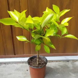 Tangelo 'Mineola' (Citrus) — petit arbre fruitier au feuillage vert en pot · Pot 1.5L Tige