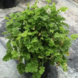 Géranium au parfum de noisette 'Concolor lace' (Pelargonium) — touffe dense de feuillage vert en pot noir · Pot 3L