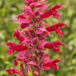 Sauge officinale (Salvia bethelli) — épi de fleurs tubulaires rouges en gros plan · Photo d'illustration