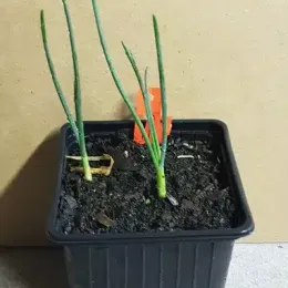 Ail à tête ronde (Allium sphaerocephalon) — jeunes pousses vertes dans pot noir de pépinière · Godet