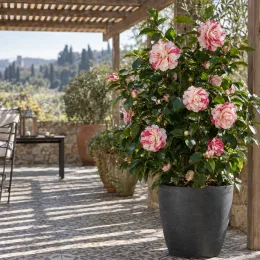 Camélia du japon 'Margaret davis blanc strie rose' (Camellia japonica) — arbuste fleuri en pot sur terrasse carrelée · Photo d'illustration