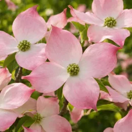 Cornouiller 'Stellar pink rutgan' (Cornus rutgersensis) — grappes de grandes fleurs rosées ouvertes · Photo d'illustration