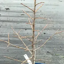 Mélèze hybride (Larix eurolepis) — jeune conifère dénudé en pot de culture · Pot 2.5L Baliveau