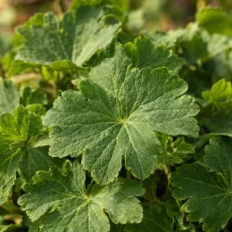 Géranium 'Bevan's variety' (Geranium macrorrhizum) — gros plan sur feuilles vertes lobées · Photo d'illustration