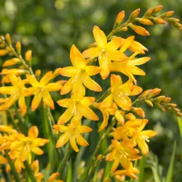 Montbretia jaune orangé 'George davison' (Croscosmia × crocosmiiflora) — gros plan de fleurs jaune orangé en épis · Photo d'illustration