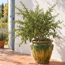 Citronnier caviar 'Green finger' (Citrus australasica) — arbuste buissonnant en pot vernissé sur terrasse