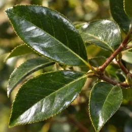 Camelia 'Donation' (Camelia japonica) — gros plan sur feuilles vertes vernissées · Photo d'illustration
