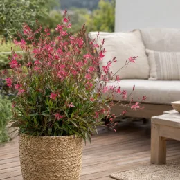 Gaura rouge 'Red color' (Gaura lindheimeri) — plante fleurie en pot tressé sur terrasse · Photo d'illustration