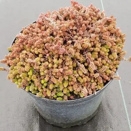 Orpin/sedum à 6 angles (Sedum sexangulare) — touffe dense de petit feuillage succulent coloré en pot · Pot 2.5L Touffe