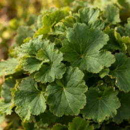 Heuchères 'Bell's' (Heuchera) — touffe dense de feuilles arrondies dentelées · Photo d'illustration