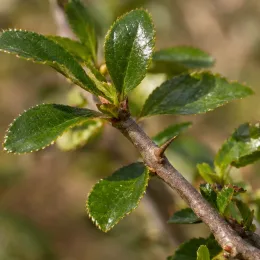 Cognassier du japon (Chaenomeles japonica) — rameau épineux avec feuilles vertes brillantes