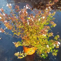 Abélia 'Sherwood' (Abelia grandiflora) — arbuste fleuri en conteneur plastique sur sol noir · Pot 3L