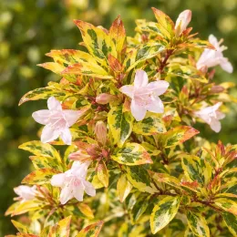 Abélia 'Sunshine daydream' (Abelia grandiflora) — fleurs pâles parmi un feuillage panaché dense · Photo d'illustration