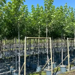 Érable rouge 'Autumn blaze' (Acer freemanii) — alignement de jeunes arbres tuteurés en pépinière · Pot 30L Tige 8/10