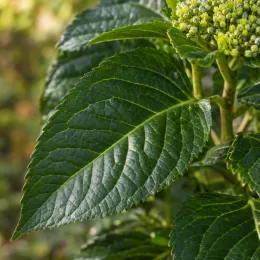 Hortensia 'Adria' (Hydrangea macrophylla) — gros plan sur grandes feuilles vertes luisantes · Photo d'illustration