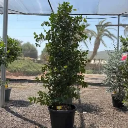 Jasmin étoilé (Trachelospermum jasminoides) — grande liane persistante tuteurée en pot noir de pépinière · Pot 35L