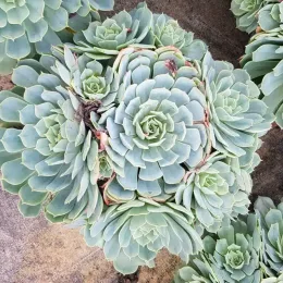 Echeveria (Echeveria pumila) — succulente en rosettes serrées vue de dessus · Pot 2.5L
