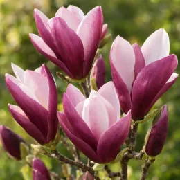 Magnolia 'Ricky' — gros plan sur plusieurs grandes fleurs bicolores