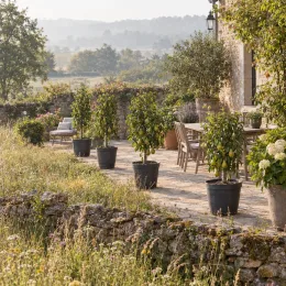 Poirier 'Garden pearl' (Pyrus communis) — alignement d'arbres fruitiers en pot sur terrasse