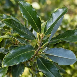 Chêne bleu du japon (Quercus glauca) — gros plan sur feuillage vernissé aux feuilles entières · Photo d'illustration