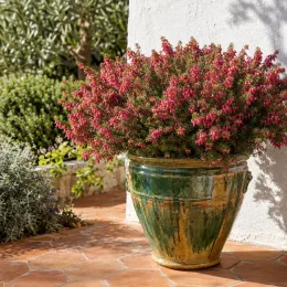 Bruyère 'Rouge' (Erica darleyensis) — massif dense de petites fleurs roses en pot