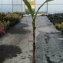 Bananier japonais 'Ever red' (Musa sikkimensis) — jeune plante tropicale en pot dans serre · Pot 6L