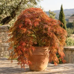Érable du japon 'Orangeola' (Acer palmatum) — arbuste retombant en pot sur terrasse ensoleillée · Photo d'illustration