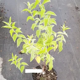 Arbre aux papillons (Buddleia salviifolia) — jeune arbuste feuillu en pot noir de pépinière · Pot 3L Touffe