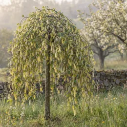 Saule 'Pendula' (Salix caprea) — arbre pleureur en fleurs dans prairie herbeuse