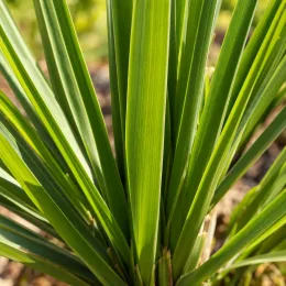 Iris de nouvelle-zélande (Libertia grandiflora) — longues feuilles vertes dressées en touffe serrée · Photo d'illustration