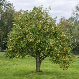 Pommier 'Belchard' (Malus domestica) — arbre fruitier isolé chargé de pommes · Photo d'illustration